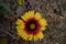 Bicolor Sunflower blooms