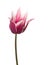 Bicolor tulip lily varieties