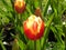 Bicolor tulips