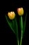 Bicolor tulips on black background