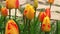 Bicolor tulips blossom along a stone alley. Close-up