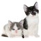 Bicolor two small shorthair kitten lie isolated