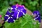 Bicolor white blue flowers petunias.