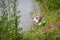 Bicolor white tabby cat fishing in a lake. Cat-fisher caught catfish