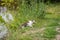 Bicolor white tabby cat fishing in a lake. Cat-fisher caught catfish