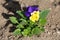 Bicolor Wild pansy or Viola tricolor small wild flower with dark blue and yellow petals surrounded with dark green leaves and dry