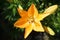 Bicolor yellow-orange lily in the summer in the garden. Germany