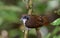 Bicolored Antbird Gymnopithys bicolor