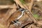 Bicolored Antbird Gymnopithys bicolor