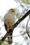 Bicolored Hawk Accipiter bicolor perched on a branch on a dirty and blurred background