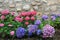 Bicolored hydrangea flowers and stone wall