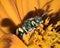 Bicolored metallic green sweat bee (Agapostemon virescens) on orange flower