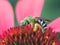Bicolored Metallic Green Sweat Bee (Agapostemon virescens) on a pink coneflower