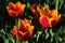 Bicolored orange to yellow tulip flowers of Kees Nellis kind