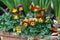 Bicolored Pansy Flowers in Red and Yellow Color