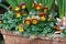 Bicolored Pansy Flowers in Red and Yellow Color