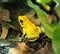 Bicolored Poison Dart Frog 3