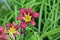 Bicolored red and yellow daylily