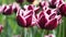 Bicolored scarlett red to white tulip hybrid flowers Fontainebleau in wind, 4K
