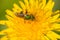 Bicolored Striped Sweat Bee - Agapostemon virescens