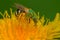 Bicolored Striped Sweat Bee - Agapostemon virescens