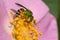 Bicolored Striped Sweat Bee - Agapostemon virescens