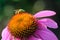 Bicolored Striped Sweat Bee On Echinacea