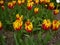Bicolored tulips in the garden. Red and yellow tulips.