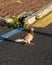 Bicolored - White & Brown - Pigeon Walking in a Parking Lot