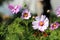 Bicolored White and Pink Cosmos Flowers with a Soft Background during a Sunny Summer Day in Finland