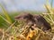 Bicolored White-toothed Shrew