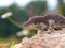 Bicolored White-toothed Shrew