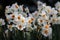 Bicolored White and Yellow Blooming Narcissus / Daffodil Flowers and Green Leaves