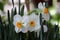 Bicolored White and Yellow Blooming Narcissus / Daffodil Flowers and Green Leaves