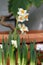 Bicolored White and Yellow Blooming Narcissus / Daffodil Flowers and Green Leaves