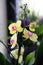 Bicolored Yellow and Purple Blooming Phaleonopsis Orchid Flowers