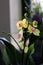 Bicolored Yellow and Purple Blooming Phaleonopsis Orchid Flowers