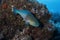 Bicolour Parrotfish male Cocos Island, Eastern Pacific