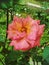 Bicolour rose