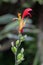 Bicoloured Canna patens, yellow-red flower