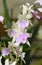 Bicton Rhynchostylis Orchid