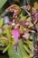 Bicton Rhynchostylis Orchid