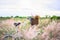 Bicycle with basket and guitar of flowers in meadow