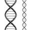 Bicycle chain with spokes twisted like a DNA spiral. Replicable tattoo vector design