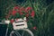 bicycle decorated with red geraniums decoration in the garden