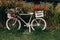 bicycle decorated with red geraniums decoration in the garden