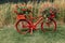 bicycle decorated with red geraniums decoration in the garden