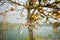 Bicycle decoration hang on Indian almond tree