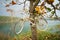 Bicycle decoration hang on Indian almond tree