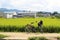 Bicycle, green ricefield, and some Japanese houses